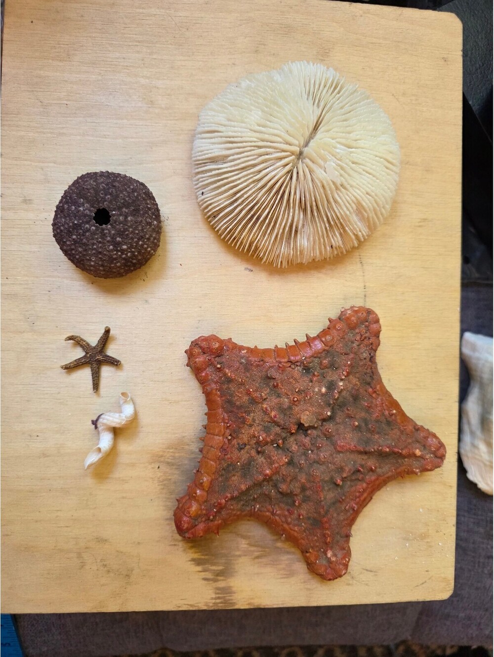 Vintage Natural Marine Life Specimens Lot - Sea Star, Urchin Test Mushroom Coral